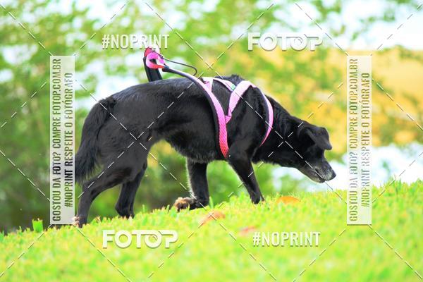 Buy your photos of the eventKaluan� Trail e Canicross - Irisphoto on Fotop