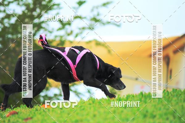 Buy your photos of the eventKaluan� Trail e Canicross - Irisphoto on Fotop