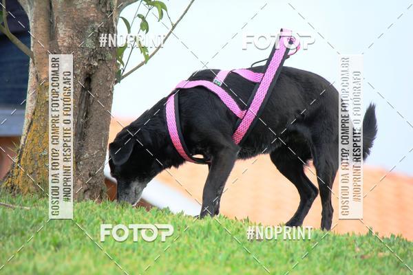 Buy your photos of the eventKaluan� Trail e Canicross - Irisphoto on Fotop