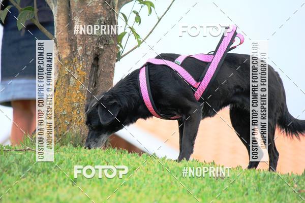 Buy your photos of the eventKaluan� Trail e Canicross - Irisphoto on Fotop