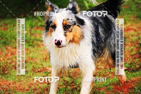 Buy your photos of the eventKaluan� Trail e Canicross - Irisphoto on Fotop