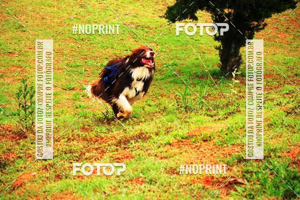 Buy your photos of the eventKaluan� Trail e Canicross - Irisphoto on Fotop