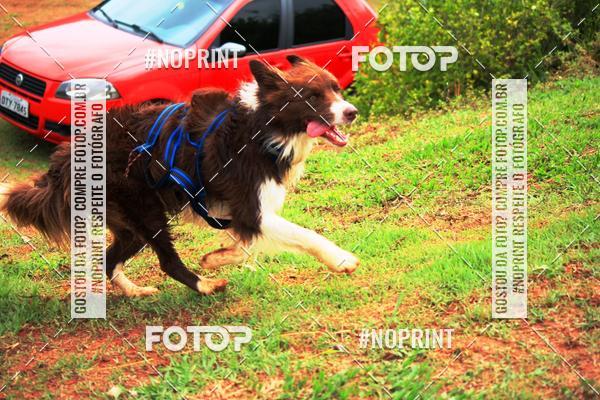 Buy your photos of the eventKaluan� Trail e Canicross - Irisphoto on Fotop