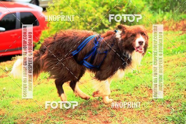 Buy your photos of the eventKaluan� Trail e Canicross - Irisphoto on Fotop