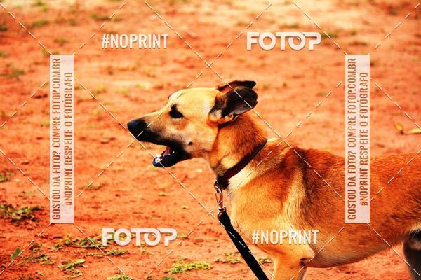 Acquista le foto dell'eventoKaluan� Trail e Canicross - Irisphoto in Fotop