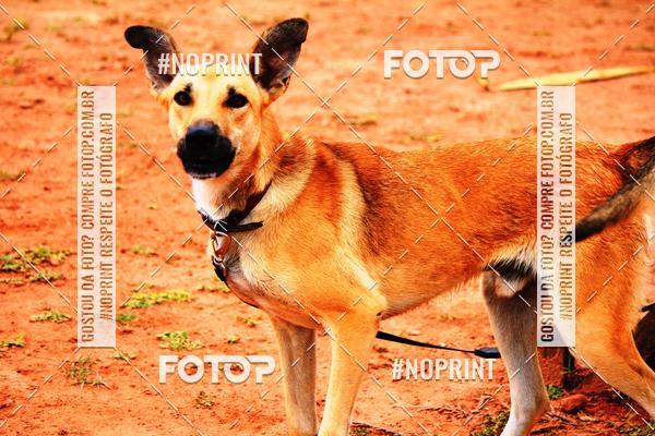 Acquista le foto dell'eventoKaluan� Trail e Canicross - Irisphoto in Fotop