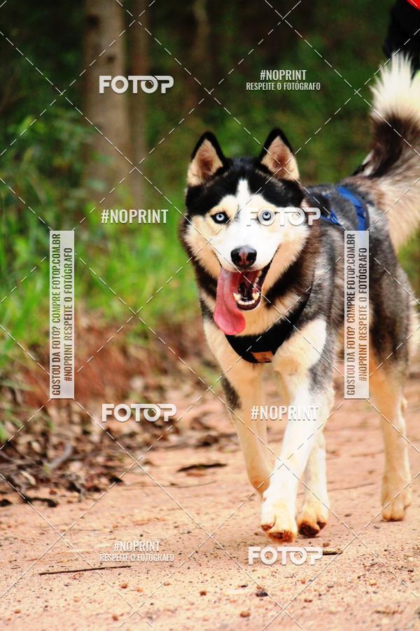 Buy your photos of the eventKaluan� Trail e Canicross - Irisphoto on Fotop