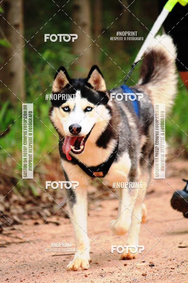 Buy your photos of the eventKaluan� Trail e Canicross - Irisphoto on Fotop