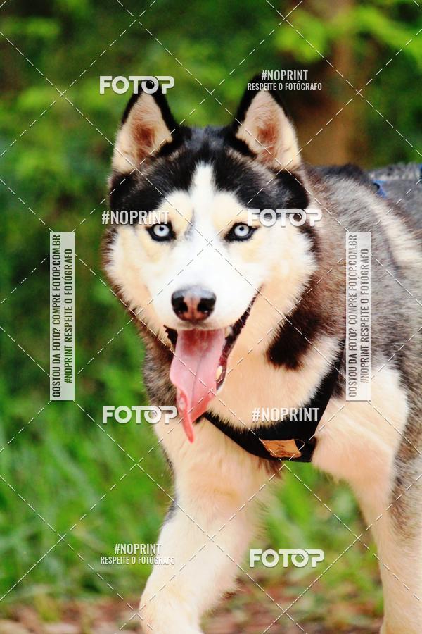 Buy your photos of the eventKaluan� Trail e Canicross - Irisphoto on Fotop