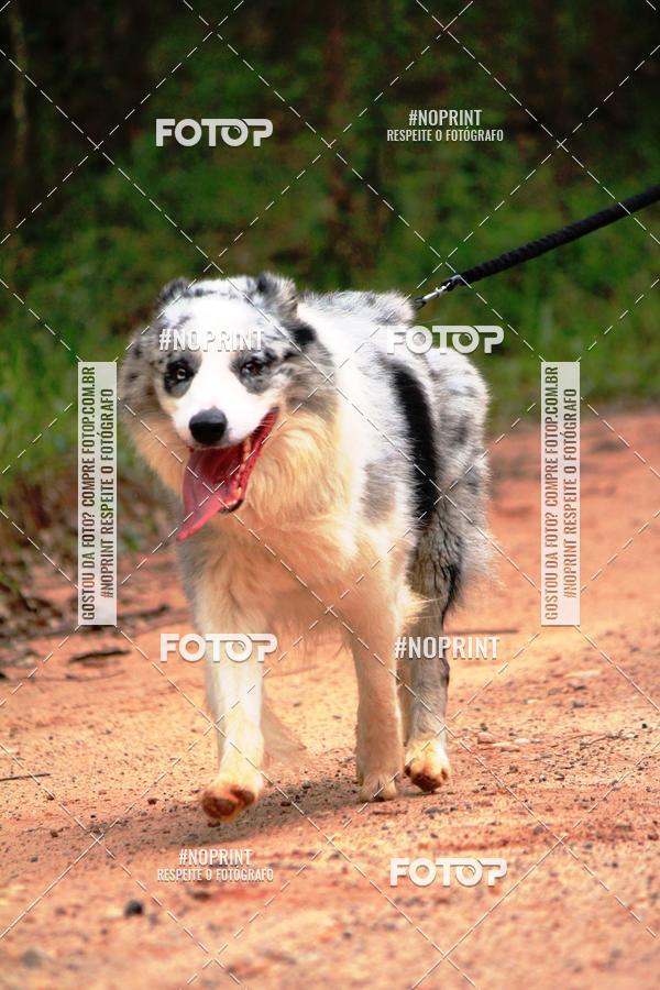 Buy your photos of the eventKaluan� Trail e Canicross - Irisphoto on Fotop