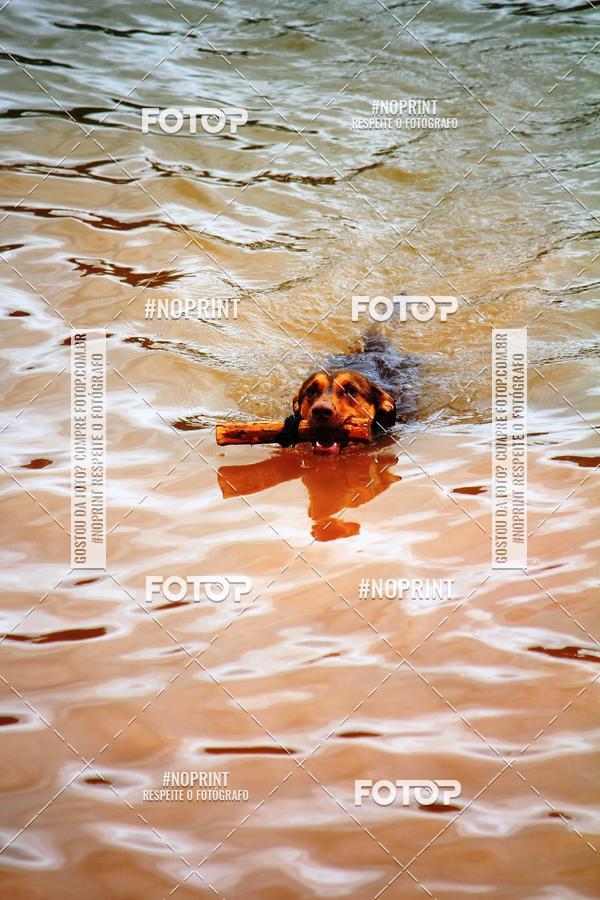 Buy your photos of the eventKaluan� Trail e Canicross - Irisphoto on Fotop