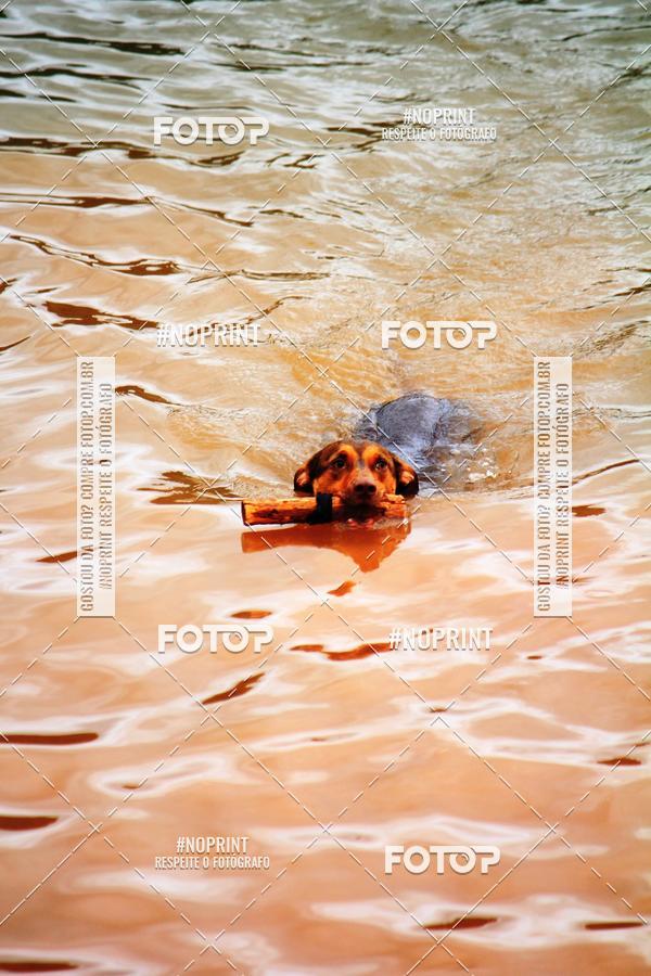 Buy your photos of the eventKaluan� Trail e Canicross - Irisphoto on Fotop