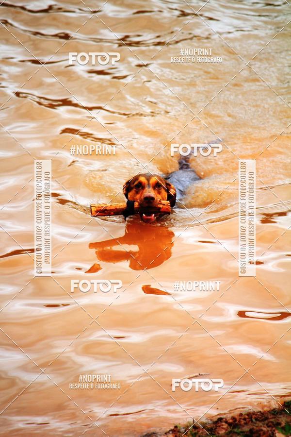 Buy your photos of the eventKaluan� Trail e Canicross - Irisphoto on Fotop