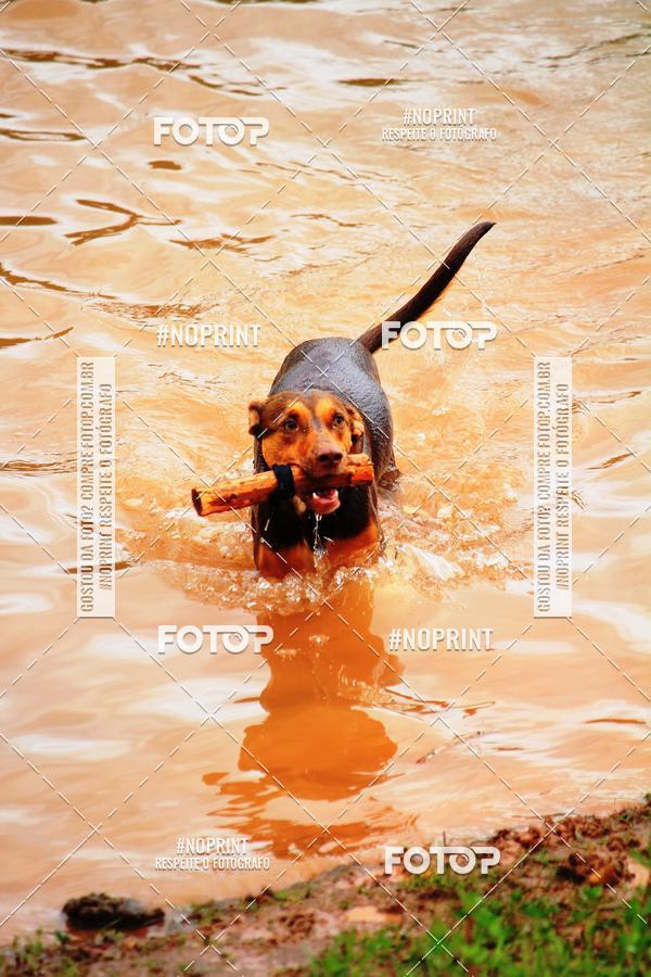 Buy your photos of the eventKaluan� Trail e Canicross - Irisphoto on Fotop