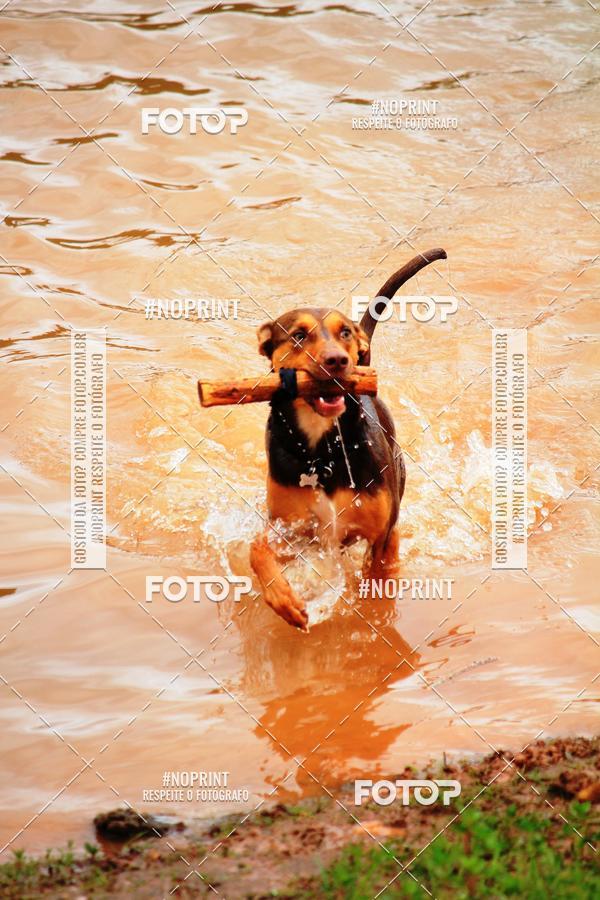 Buy your photos of the eventKaluan� Trail e Canicross - Irisphoto on Fotop