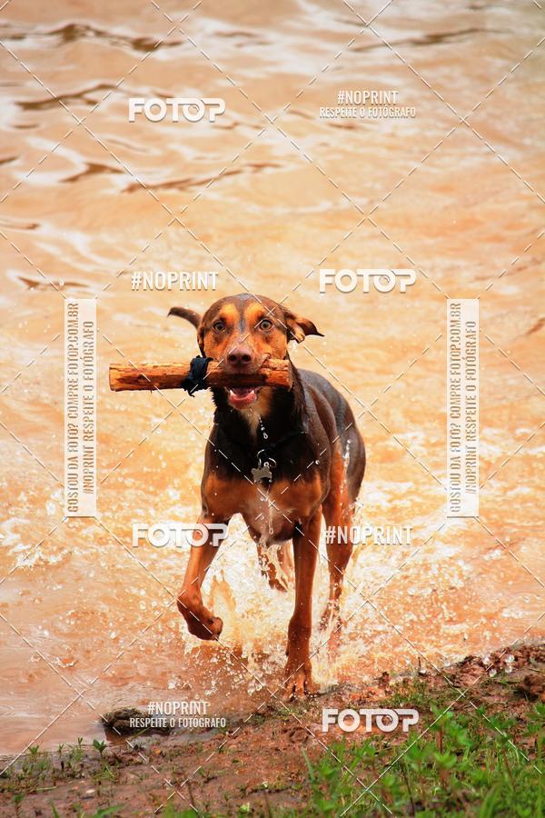 Buy your photos of the eventKaluan� Trail e Canicross - Irisphoto on Fotop