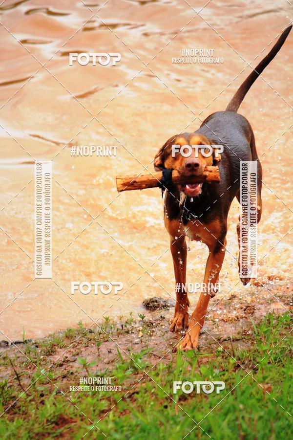 Buy your photos of the eventKaluan� Trail e Canicross - Irisphoto on Fotop