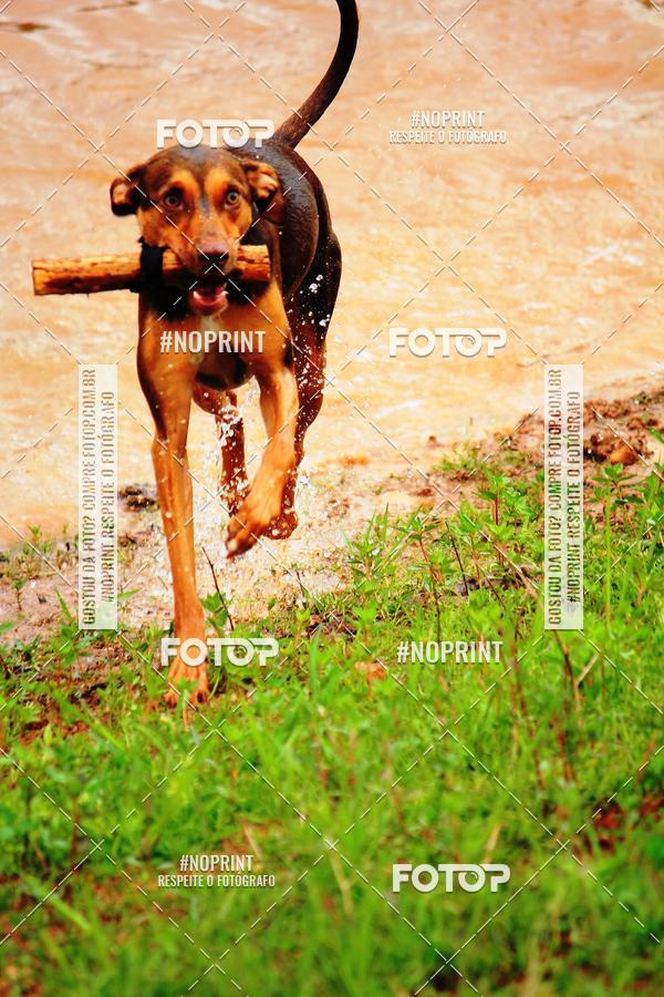 Buy your photos of the eventKaluan� Trail e Canicross - Irisphoto on Fotop