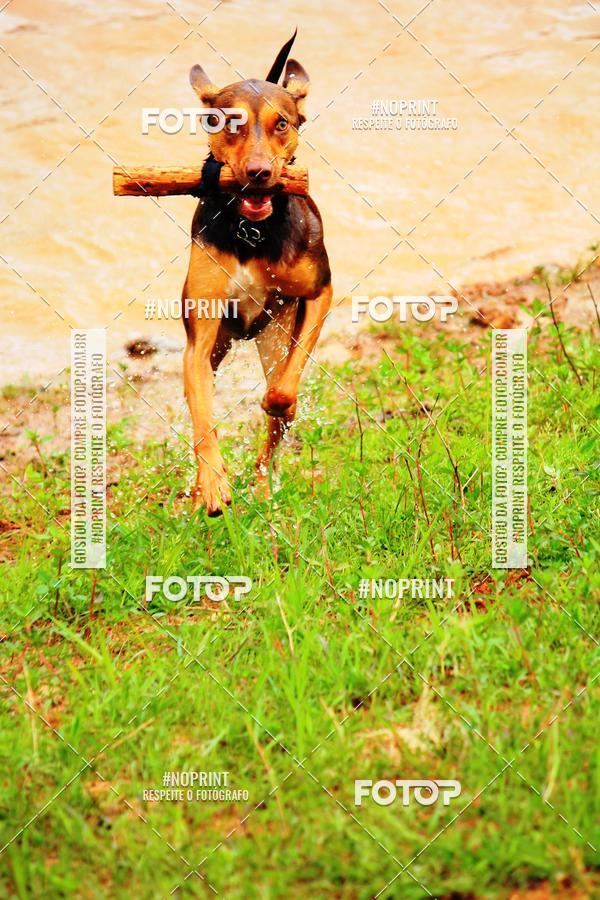 Achetez vos photos de l'�v�nementKaluan� Trail e Canicross - Irisphoto sur Fotop