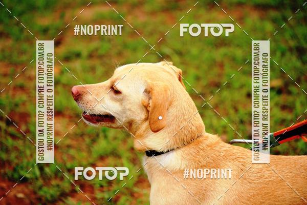 Achetez vos photos de l'�v�nementKaluan� Trail e Canicross - Irisphoto sur Fotop