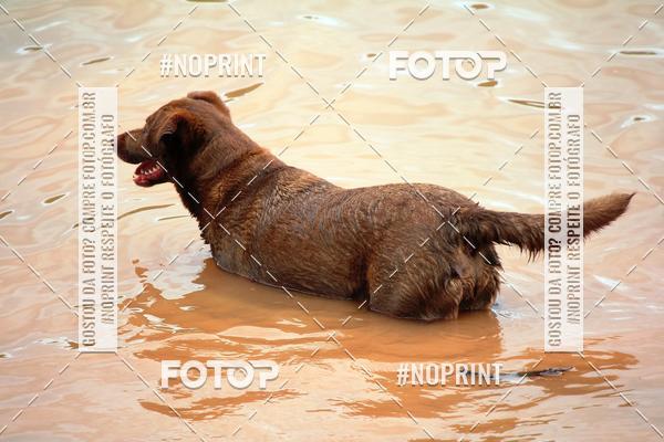 Buy your photos of the eventKaluan� Trail e Canicross - Irisphoto on Fotop