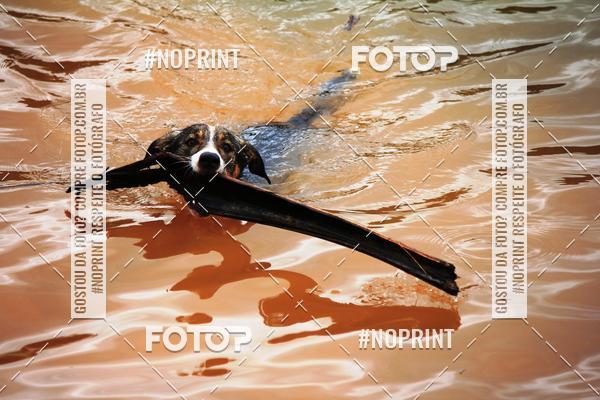 Buy your photos of the eventKaluan� Trail e Canicross - Irisphoto on Fotop