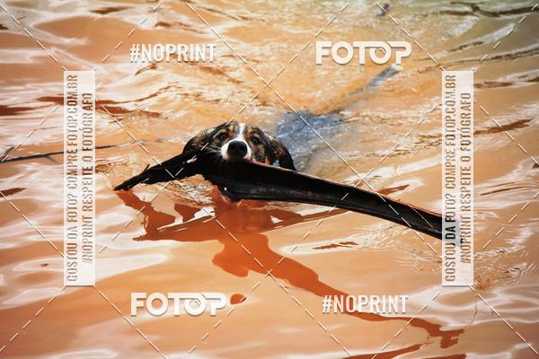 Buy your photos of the eventKaluan� Trail e Canicross - Irisphoto on Fotop