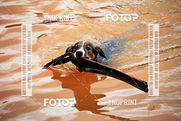 Buy your photos of the eventKaluan� Trail e Canicross - Irisphoto on Fotop