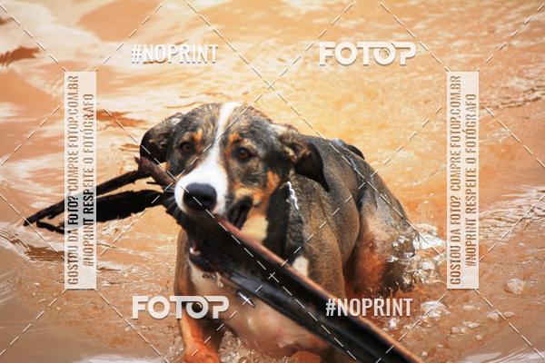 Buy your photos of the eventKaluan� Trail e Canicross - Irisphoto on Fotop