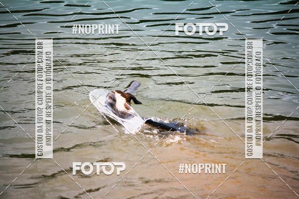 Buy your photos of the eventKaluan� Trail e Canicross - Irisphoto on Fotop