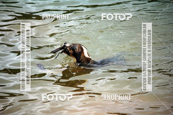 Achetez vos photos de l'�v�nementKaluan� Trail e Canicross - Irisphoto sur Fotop