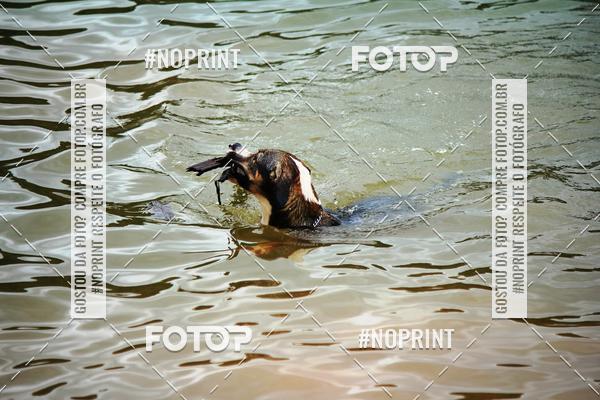 Achetez vos photos de l'�v�nementKaluan� Trail e Canicross - Irisphoto sur Fotop