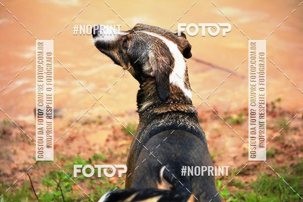 Compre suas fotos do eventoKaluan� Trail e Canicross - Irisphoto no Fotop