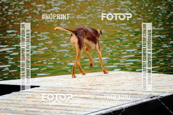 Buy your photos of the eventKaluan� Trail e Canicross - Irisphoto on Fotop