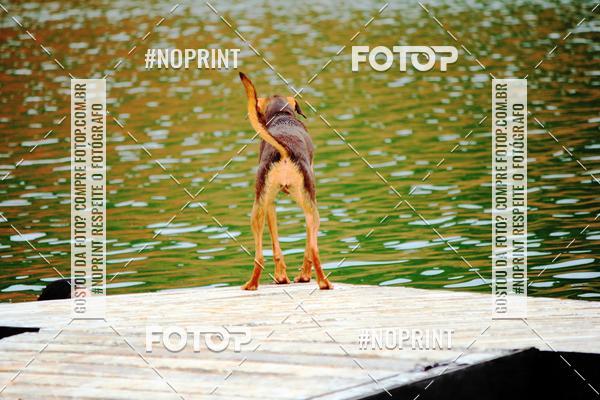 Buy your photos of the eventKaluan� Trail e Canicross - Irisphoto on Fotop