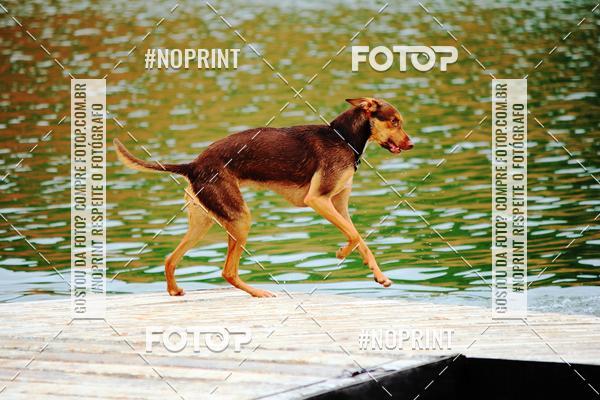 Buy your photos of the eventKaluan� Trail e Canicross - Irisphoto on Fotop