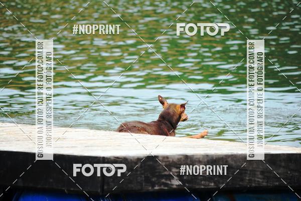 Buy your photos of the eventKaluan� Trail e Canicross - Irisphoto on Fotop