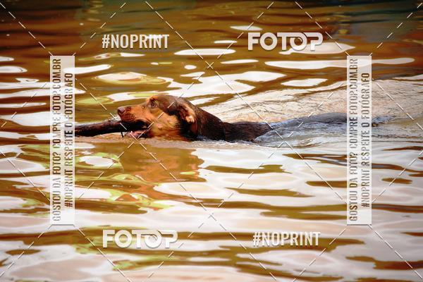 Buy your photos of the eventKaluan� Trail e Canicross - Irisphoto on Fotop