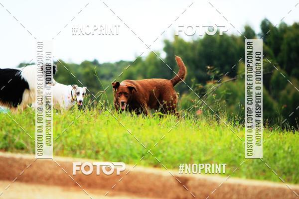Compra tus fotos del eventoKaluan Trail e Canicross En Fotop