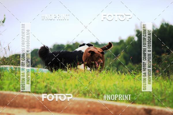 Compra tus fotos del eventoKaluan Trail e Canicross En Fotop