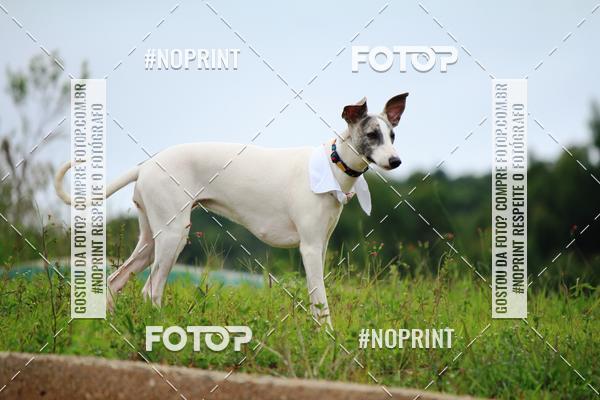 Compre as suas fotos do eventoKaluan� Trail e Canicross - Irisphoto no Fotop