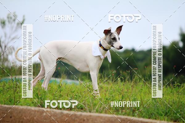 Compre as suas fotos do eventoKaluan� Trail e Canicross - Irisphoto no Fotop