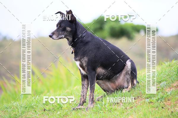 Achetez vos photos de l'�v�nementKaluan� Trail e Canicross - Irisphoto sur Fotop