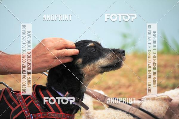 Achetez vos photos de l'�v�nementKaluan� Trail e Canicross - Irisphoto sur Fotop