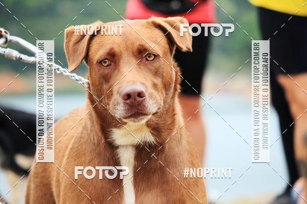 Achetez vos photos de l'�v�nementKaluan� Trail e Canicross - Irisphoto sur Fotop