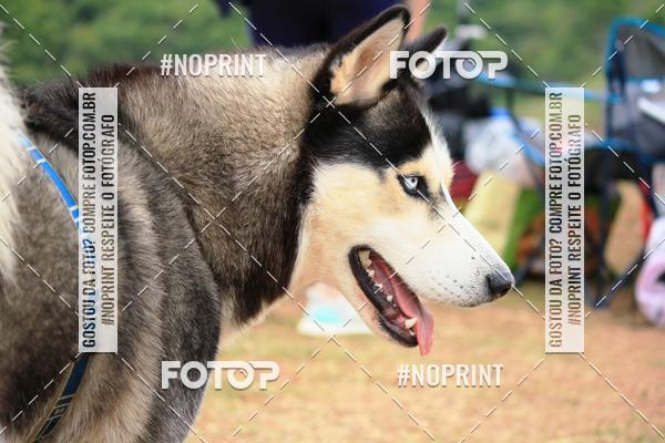 Achetez vos photos de l'�v�nementKaluan� Trail e Canicross - Irisphoto sur Fotop