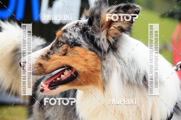 Achetez vos photos de l'�v�nementKaluan� Trail e Canicross - Irisphoto sur Fotop