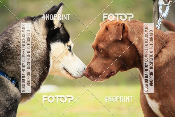 Acquista le foto dell'eventoKaluan� Trail e Canicross - Irisphoto in Fotop