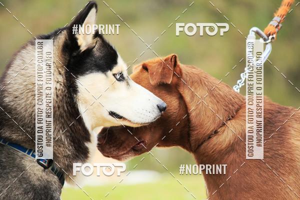 Acquista le foto dell'eventoKaluan� Trail e Canicross - Irisphoto in Fotop