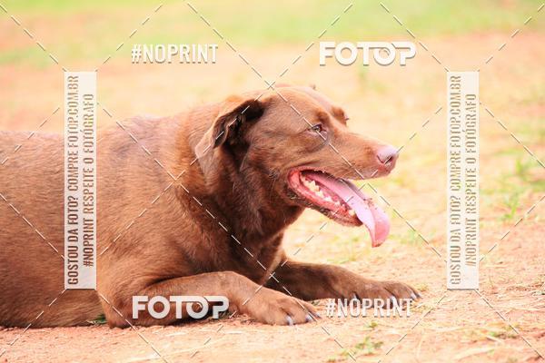 Acquista le foto dell'eventoKaluan� Trail e Canicross - Irisphoto in Fotop